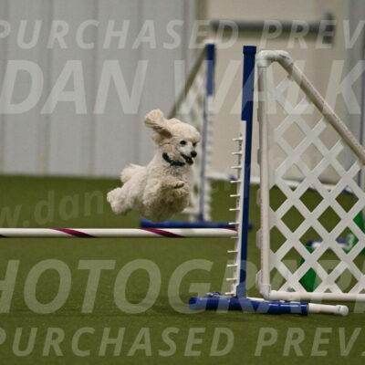 Beetle-Bug-Karen-A-Miller-12377