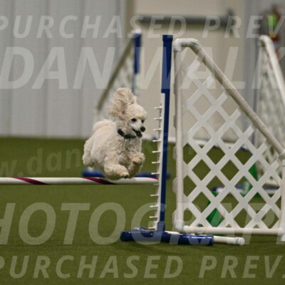 Beetle-Bug-Karen-A-Miller-12378