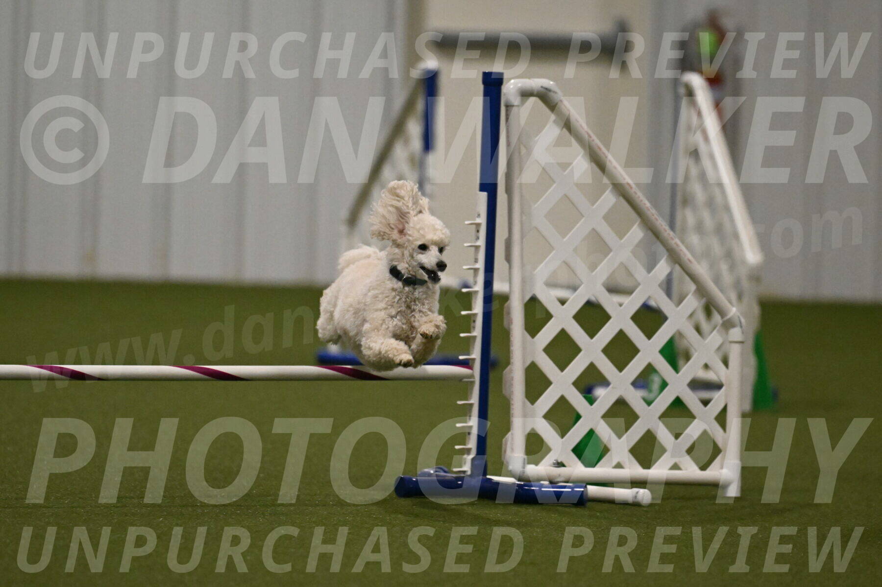 Beetle-Bug-Karen-A-Miller-12378