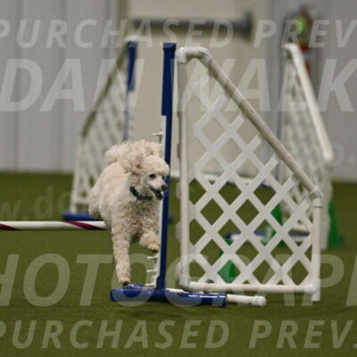 Beetle-Bug-Karen-A-Miller-12379