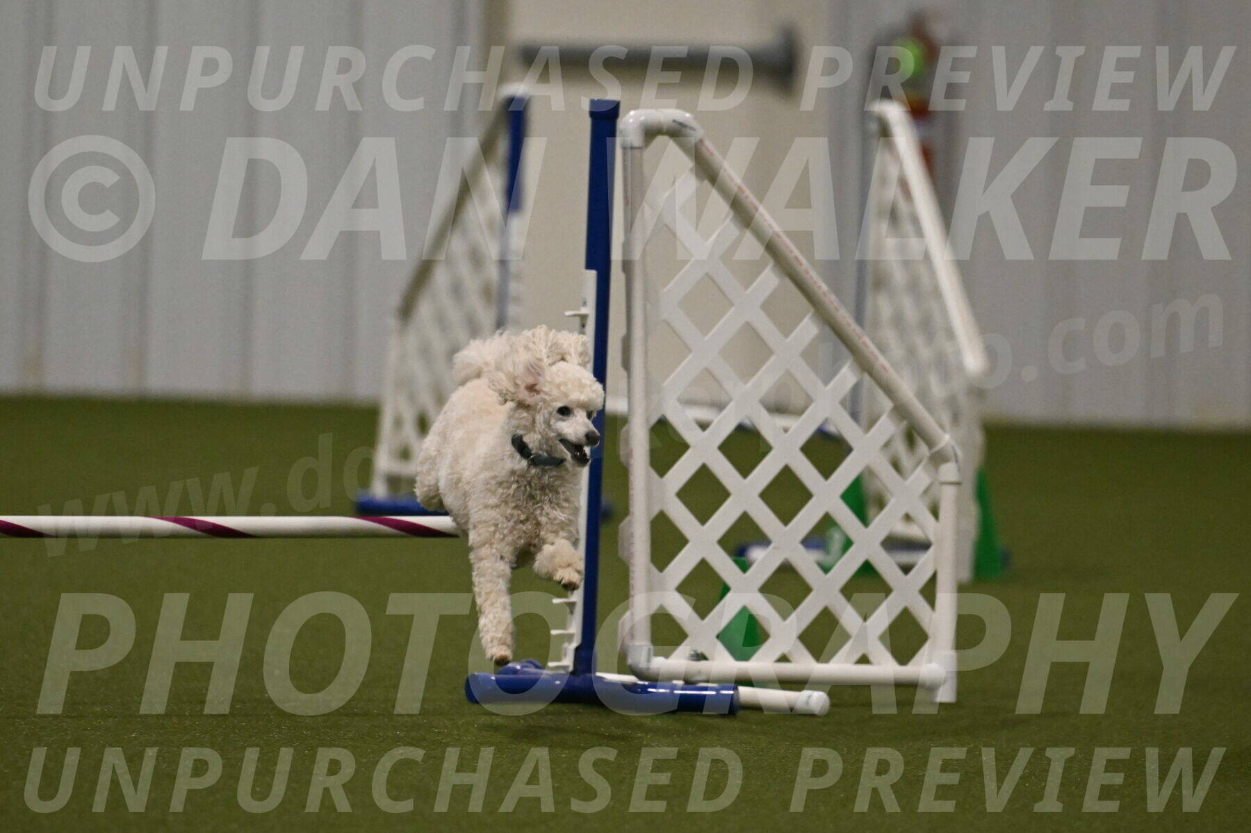 Beetle-Bug-Karen-A-Miller-12379