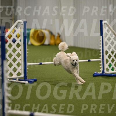 Beetle-Bug-Karen-A-Miller-12380