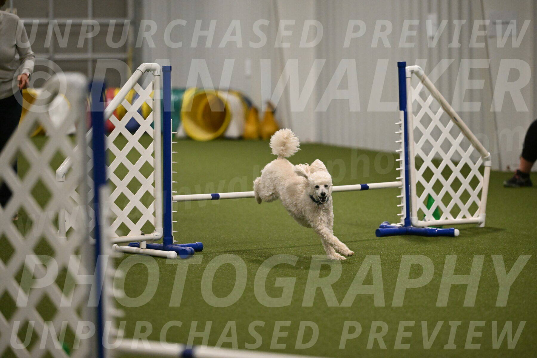 Beetle-Bug-Karen-A-Miller-12380