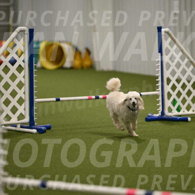 Beetle-Bug-Karen-A-Miller-12381