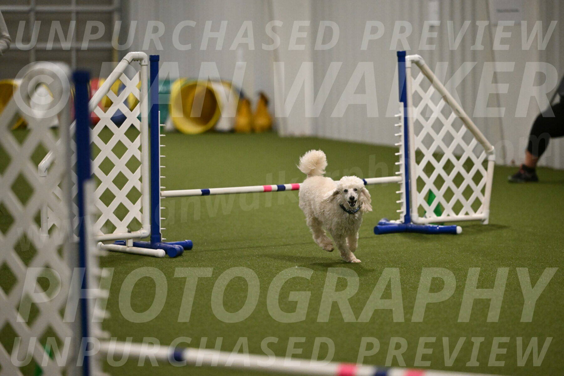 Beetle-Bug-Karen-A-Miller-12381