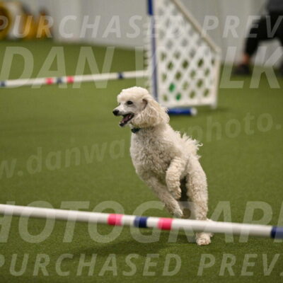 Beetle-Bug-Karen-A-Miller-12382