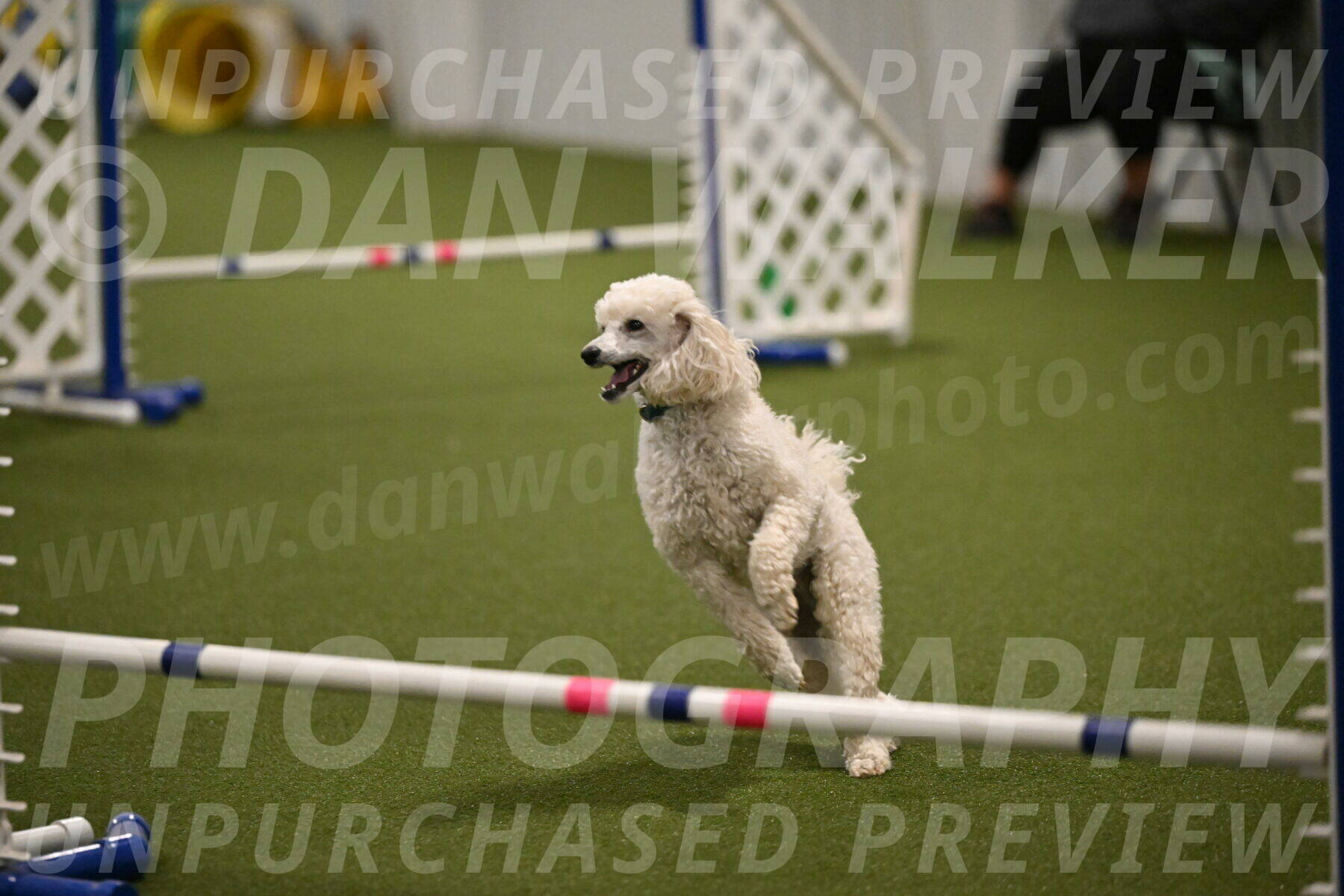 Beetle-Bug-Karen-A-Miller-12382