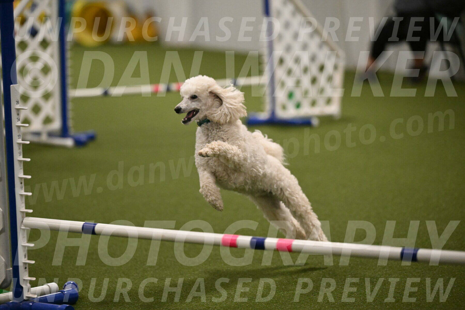 Beetle-Bug-Karen-A-Miller-12383