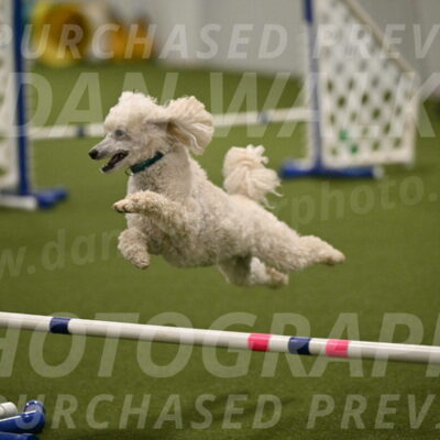 Beetle-Bug-Karen-A-Miller-12384