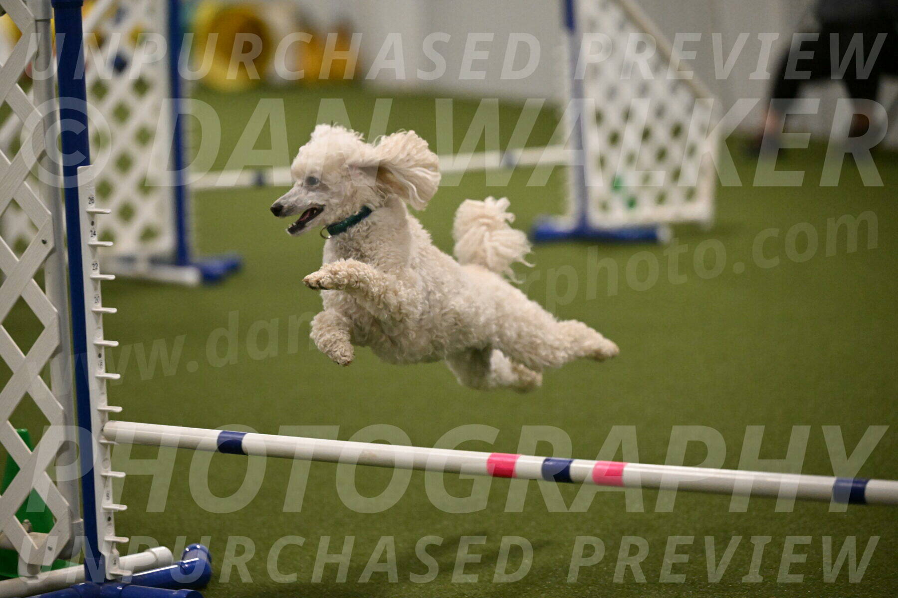 Beetle-Bug-Karen-A-Miller-12384