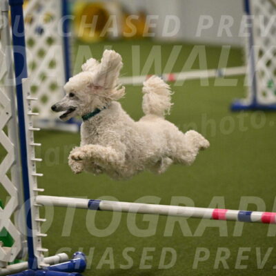 Beetle-Bug-Karen-A-Miller-12385