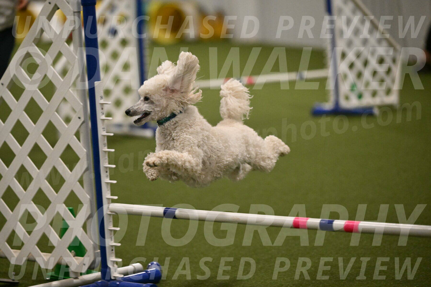 Beetle-Bug-Karen-A-Miller-12385