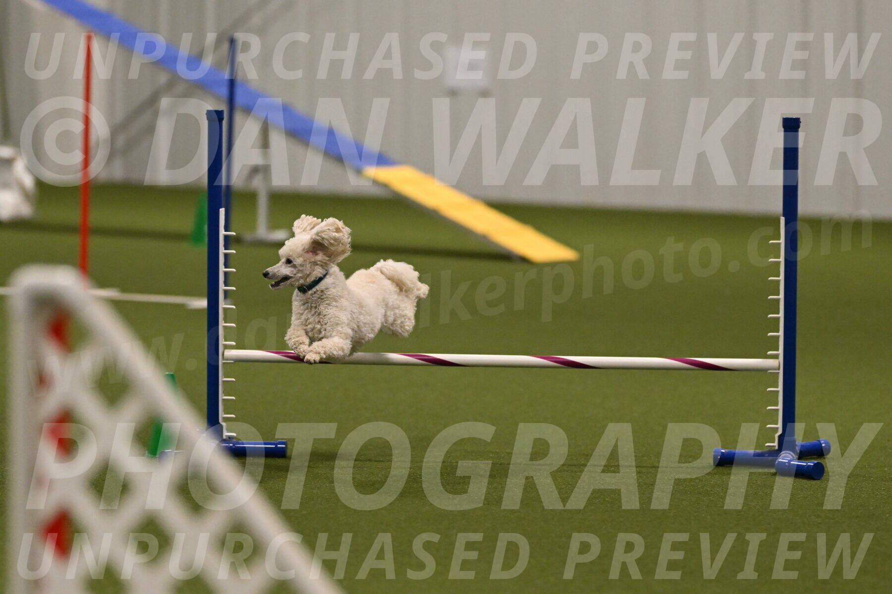 Beetle-Bug-Karen-A-Miller-12386