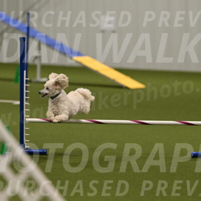 Beetle-Bug-Karen-A-Miller-12386