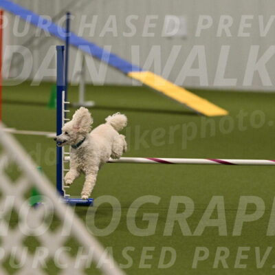 Beetle-Bug-Karen-A-Miller-12387