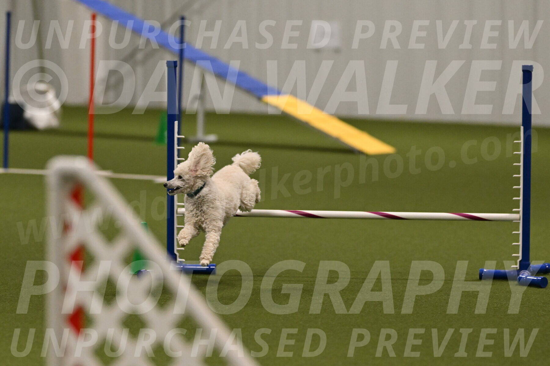 Beetle-Bug-Karen-A-Miller-12387