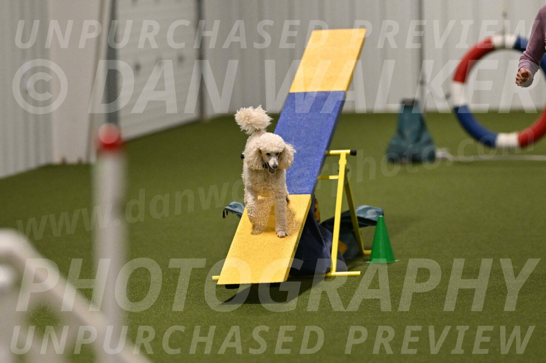 Beetle-Bug-Karen-A-Miller-12388