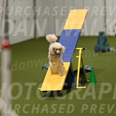 Beetle-Bug-Karen-A-Miller-12388