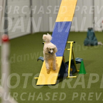 Beetle-Bug-Karen-A-Miller-12389