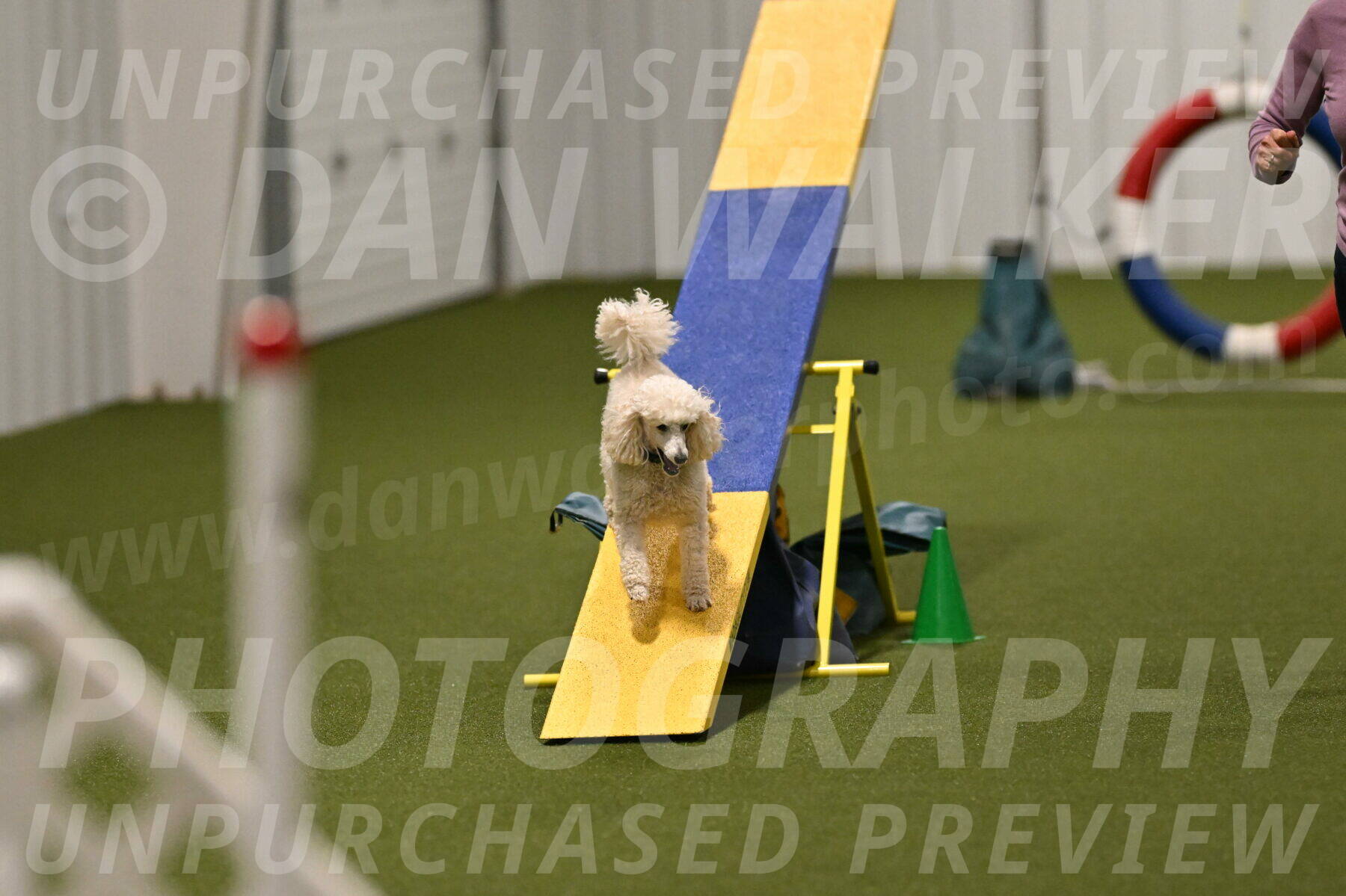 Beetle-Bug-Karen-A-Miller-12389