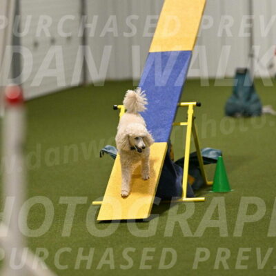 Beetle-Bug-Karen-A-Miller-12390