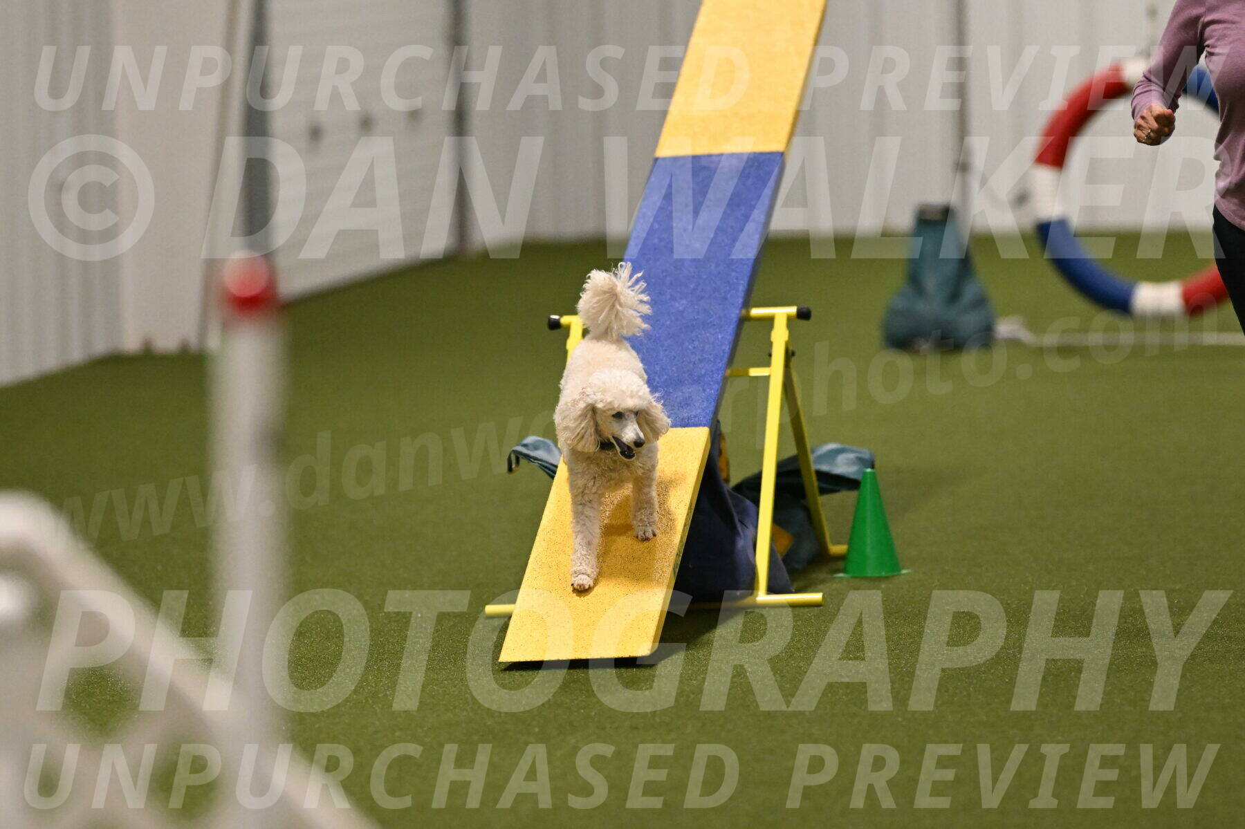 Beetle-Bug-Karen-A-Miller-12390