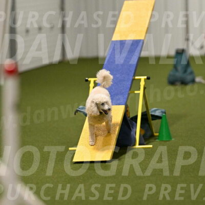 Beetle-Bug-Karen-A-Miller-12391