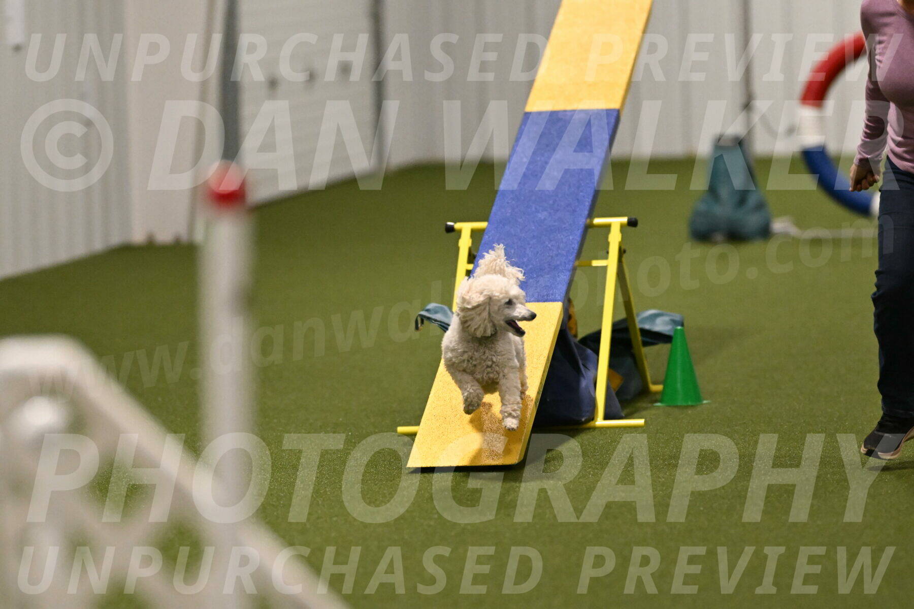 Beetle-Bug-Karen-A-Miller-12392