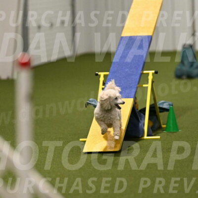 Beetle-Bug-Karen-A-Miller-12392