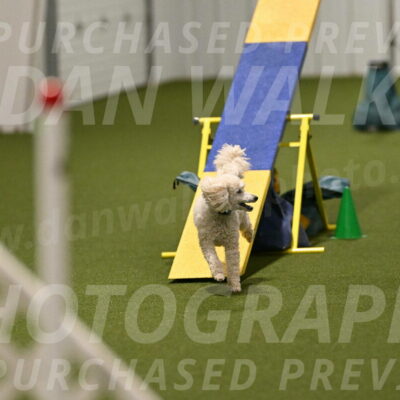 Beetle-Bug-Karen-A-Miller-12393