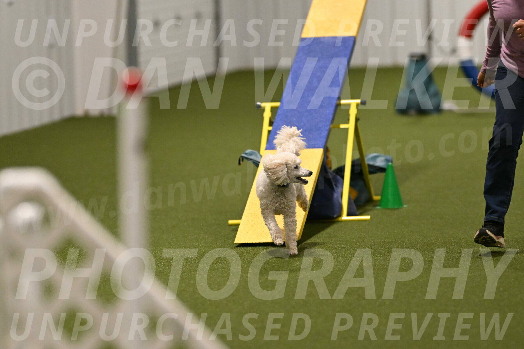 Beetle-Bug-Karen-A-Miller-12393