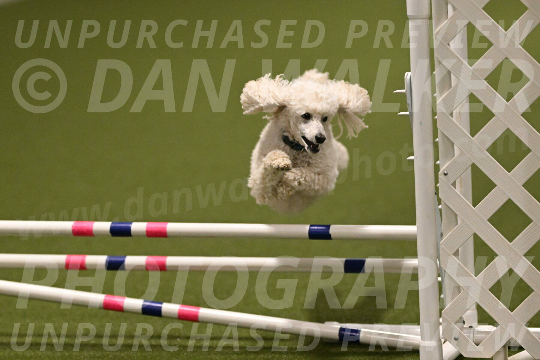 Beetle-Bug-Karen-A-Miller-12394