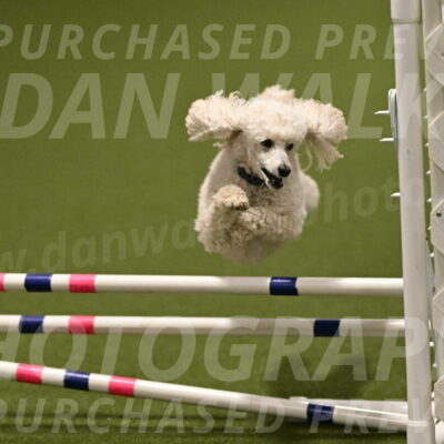 Beetle-Bug-Karen-A-Miller-12394