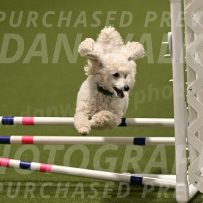 Beetle-Bug-Karen-A-Miller-12395