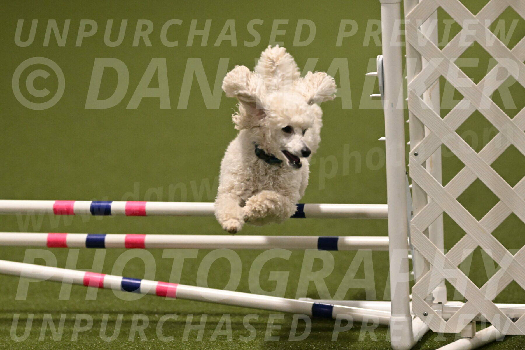 Beetle-Bug-Karen-A-Miller-12395