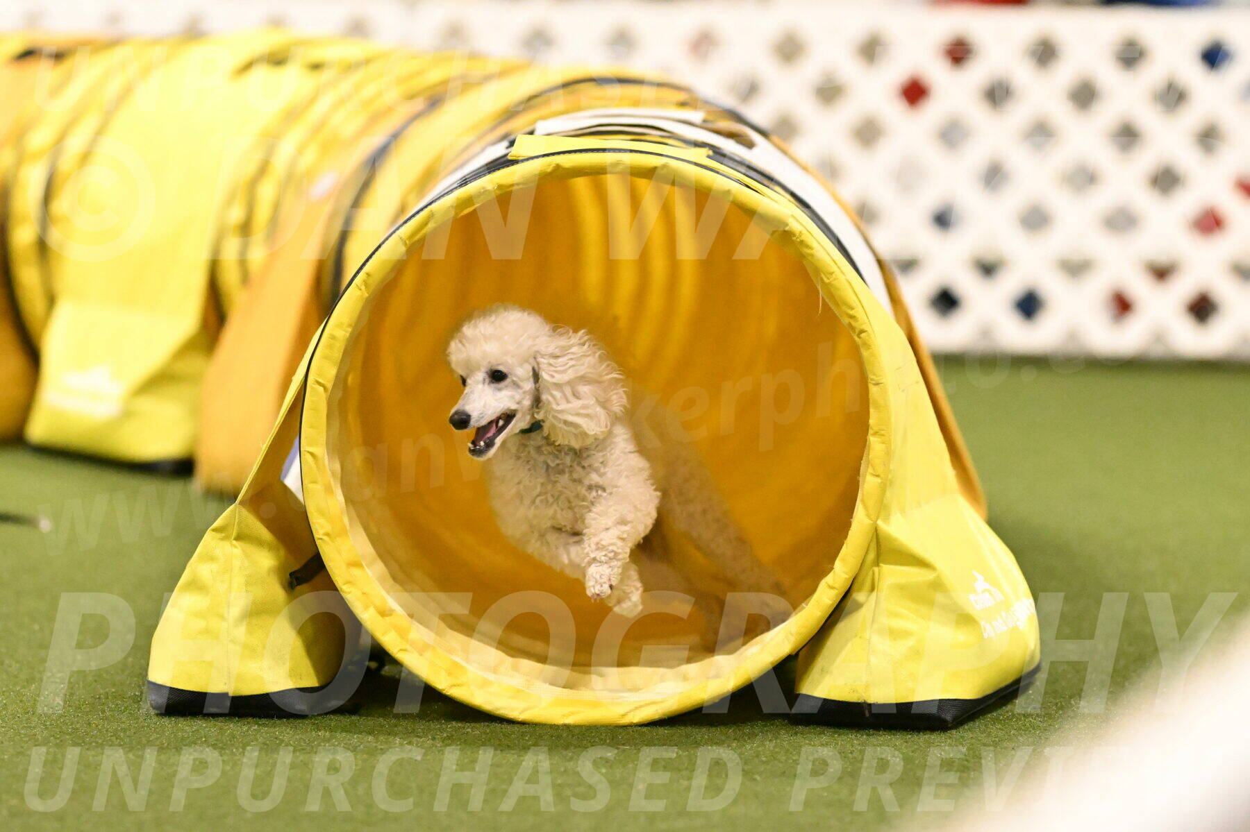 Beetle-Bug-Karen-A-Miller-12396