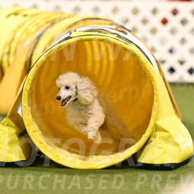 Beetle-Bug-Karen-A-Miller-12396