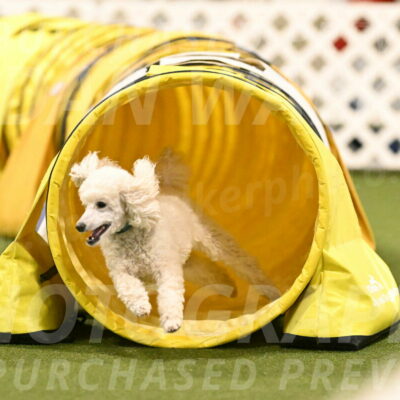 Beetle-Bug-Karen-A-Miller-12397