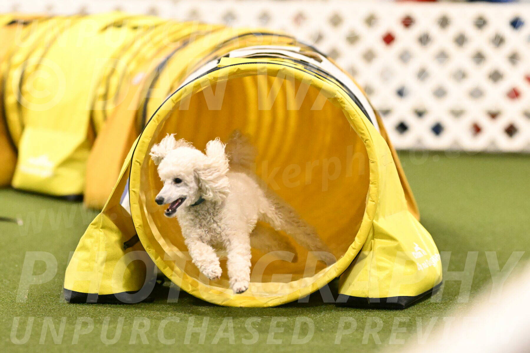 Beetle-Bug-Karen-A-Miller-12397