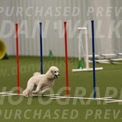 Beetle-Bug-Karen-A-Miller-12398