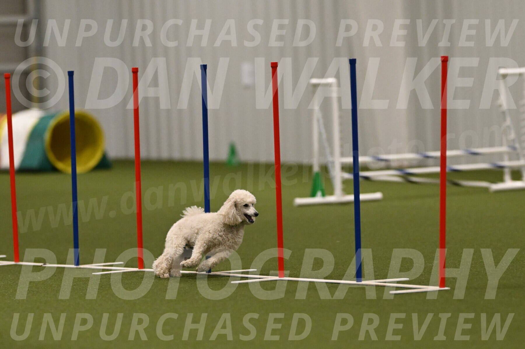 Beetle-Bug-Karen-A-Miller-12398