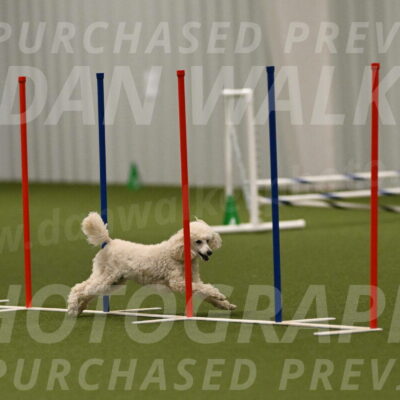 Beetle-Bug-Karen-A-Miller-12399