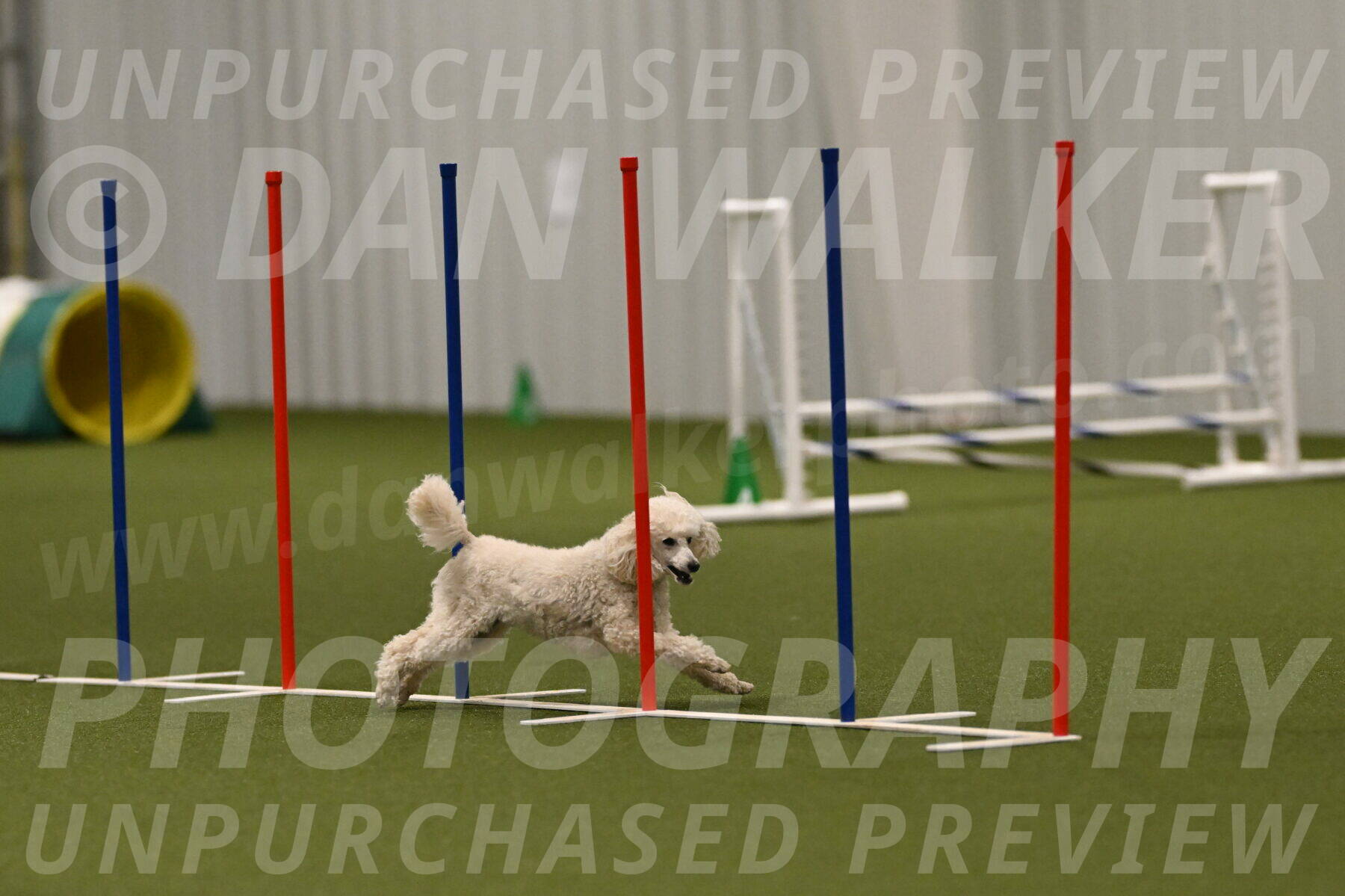 Beetle-Bug-Karen-A-Miller-12399