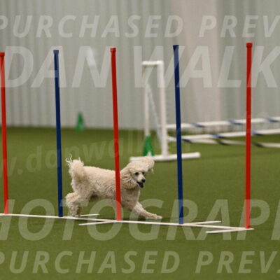 Beetle-Bug-Karen-A-Miller-12400