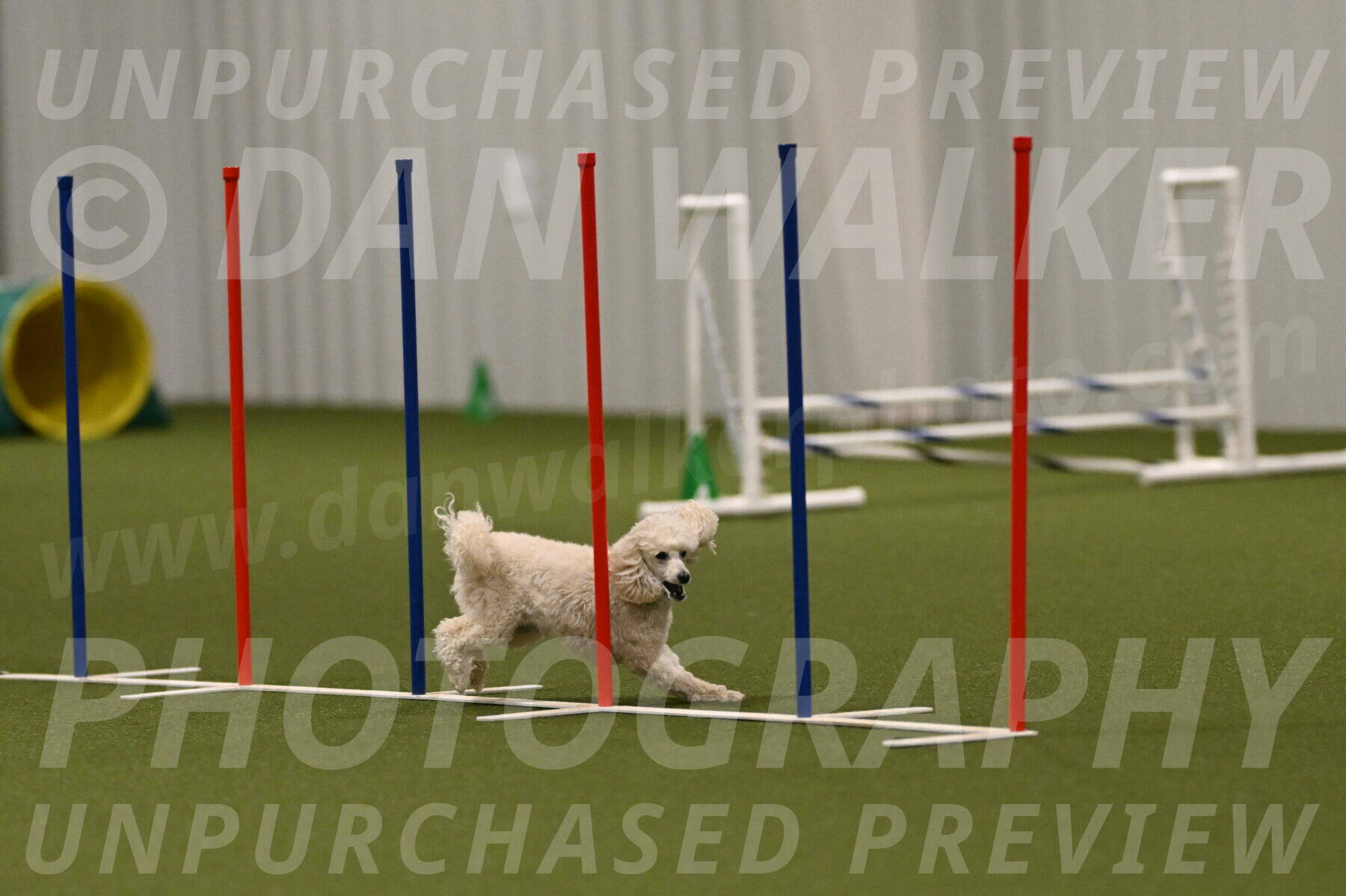 Beetle-Bug-Karen-A-Miller-12400