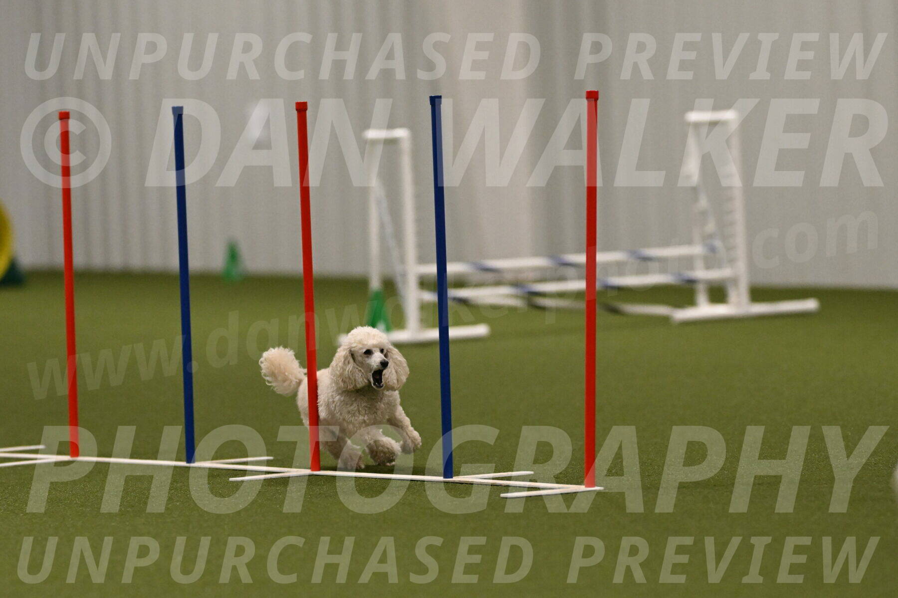 Beetle-Bug-Karen-A-Miller-12401