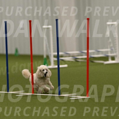 Beetle-Bug-Karen-A-Miller-12401