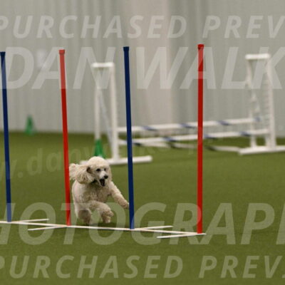 Beetle-Bug-Karen-A-Miller-12402