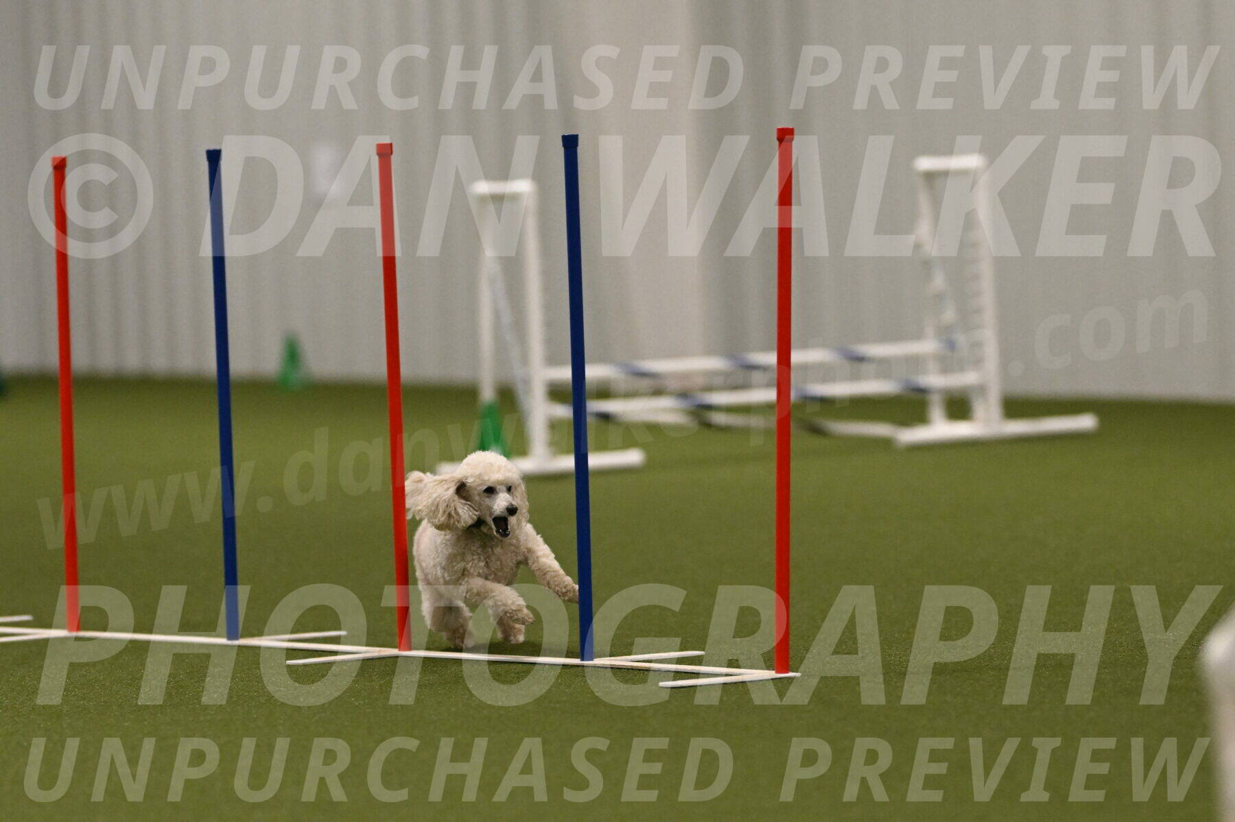 Beetle-Bug-Karen-A-Miller-12402