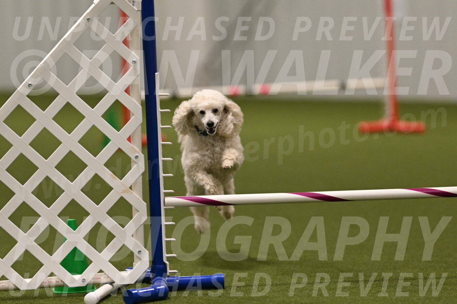 Beetle-Bug-Karen-A-Miller-12403